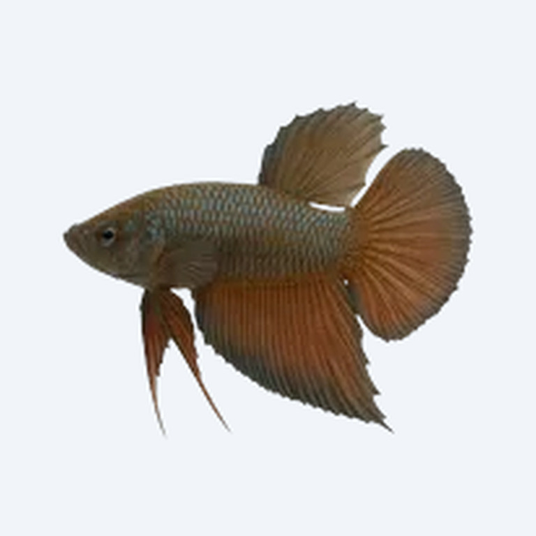 Raja Betta (Betta sp.) in a freshwater aquarium