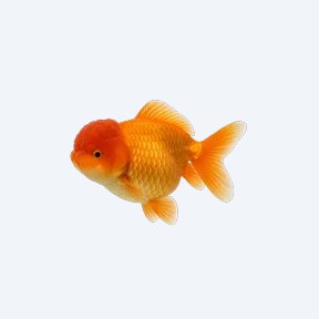 Ranchu (fancy) (Carassius auratus) in a planted freshwater aquarium