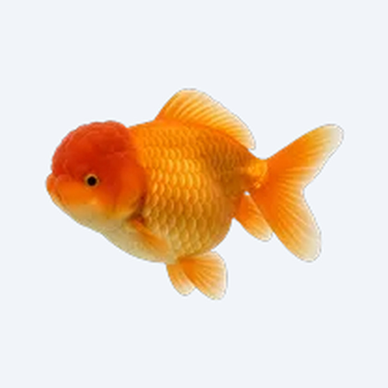 Ranchu (fancy) (Carassius auratus) in a planted freshwater aquarium