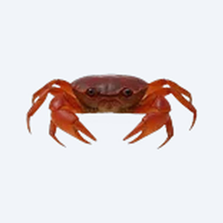 Red Apple Crab (Metasesarma aubryi) in a planted freshwater aquarium