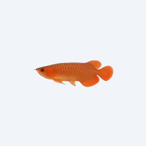Red Arowana (Scleropages formosus) in a planted freshwater aquarium