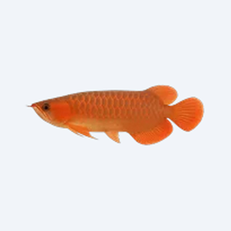 Red Arowana (Scleropages formosus) in a freshwater aquarium