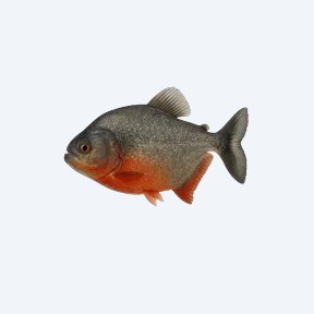 Red-bellied Piranha (Pygocentrus nattereri) in a planted freshwater aquarium