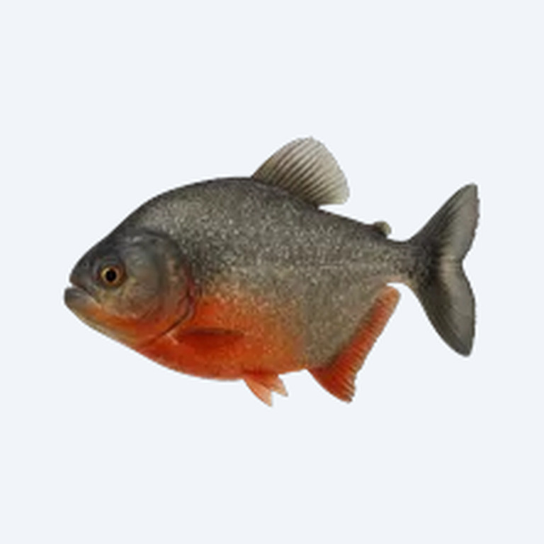Red-bellied Piranha (Pygocentrus nattereri) in a planted freshwater aquarium