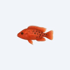 Red Devil Cichlid (Amphilophus labiatus) in a planted freshwater aquarium