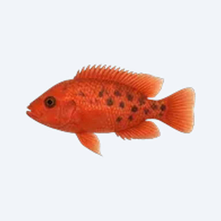 Red Devil Cichlid (Amphilophus labiatus) in a freshwater aquarium