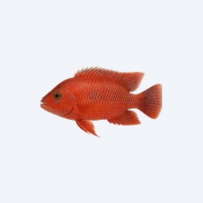 Red Empress Cichlid (Cichlidae sp.) in a planted freshwater aquarium