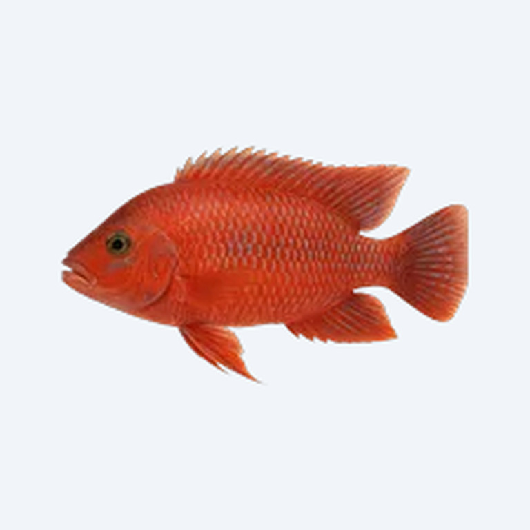Red Empress Cichlid (Cichlidae sp.) in a freshwater aquarium