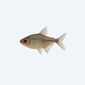 Red Eye Tetra (Characidae sp.) in a planted freshwater aquarium