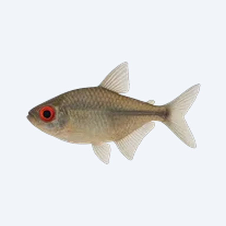 Red Eye Tetra (Characidae sp.) in a freshwater aquarium