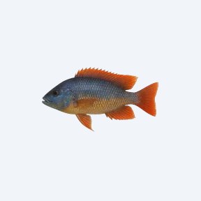 Red Fin Hap (Cichlidae sp.) in a planted freshwater aquarium