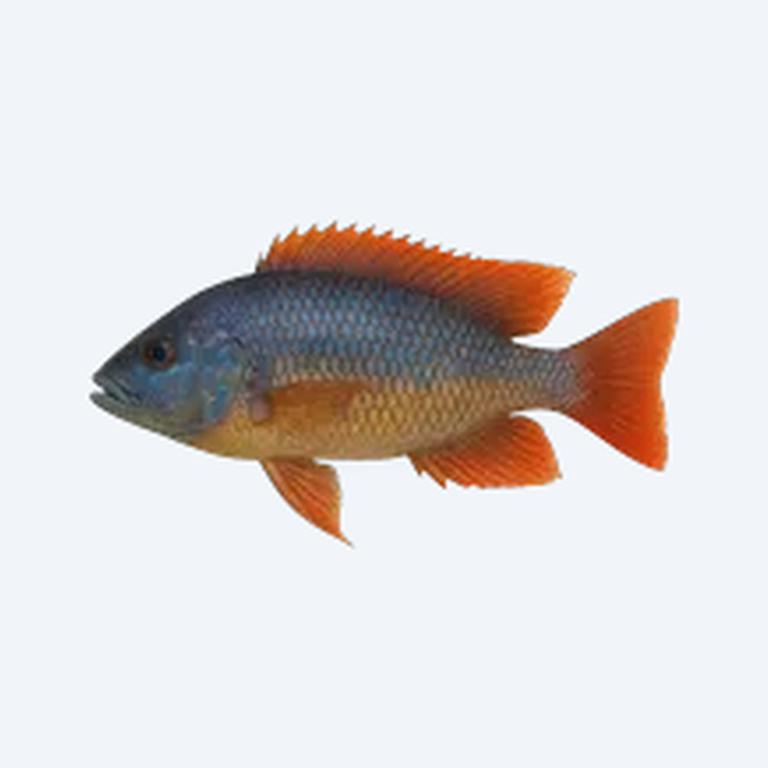 Red Fin Hap (Cichlidae sp.) in a freshwater aquarium