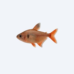 Red Phantom Tetra (Characidae sp.) in a planted freshwater aquarium