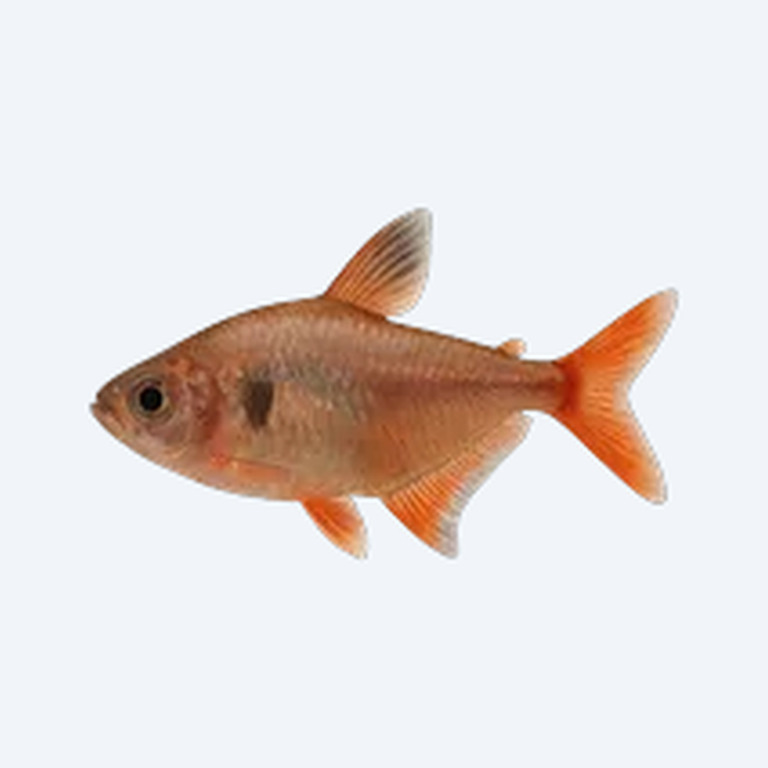 Red Phantom Tetra (Characidae sp.) in a freshwater aquarium