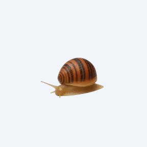 Red Racer Nerite Snail (Vittina waigiensis) in a planted freshwater aquarium