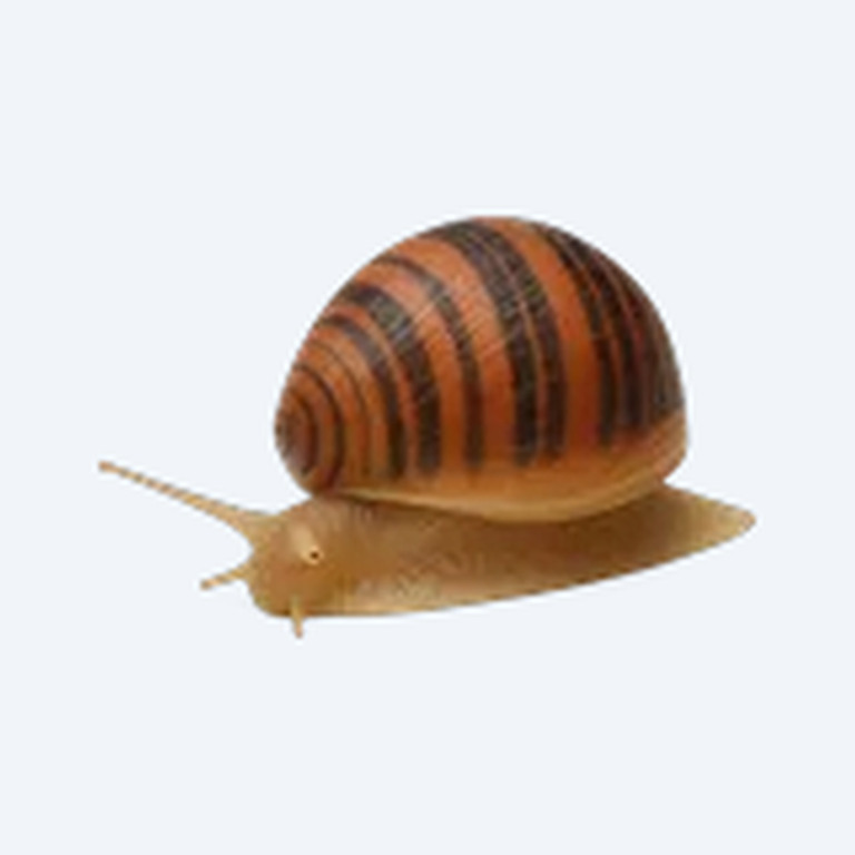 Red Racer Nerite Snail (Vittina waigiensis) in a planted freshwater aquarium