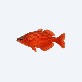 Red Rainbowfish (Melanotaeniidae sp.) in a planted freshwater aquarium