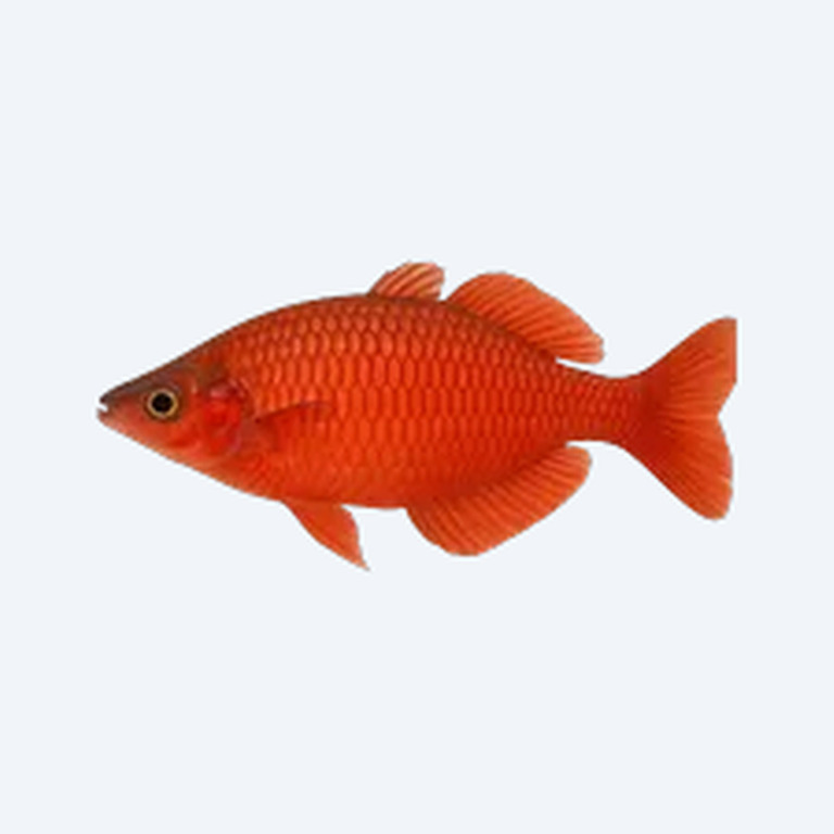 Red Rainbowfish (Melanotaeniidae sp.) in a freshwater aquarium