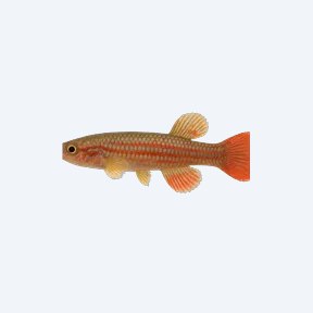 Red-seam Killifish (Cyprinodontiformes sp.) in a planted freshwater aquarium