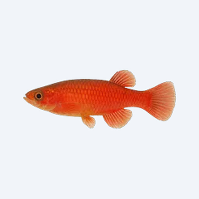 Red-seam Killifish (Cyprinodontiformes sp.) in a freshwater aquarium