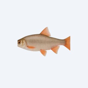 Red Shiner (Cyprinella lutrensis) in a planted freshwater aquarium