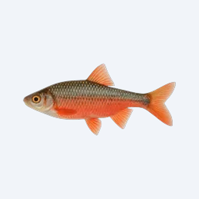 Red Shiner (Cyprinella lutrensis) in a freshwater aquarium