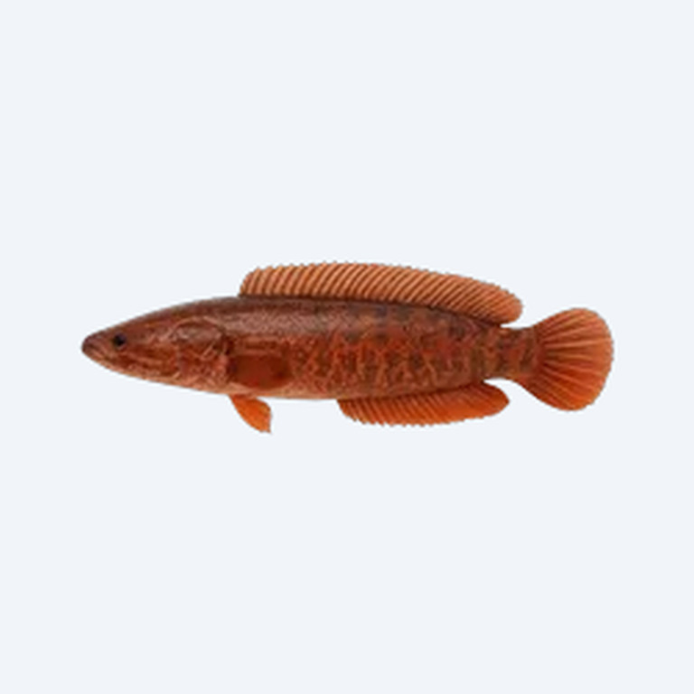 Red Snakehead (Channa micropeltes) in a planted freshwater aquarium