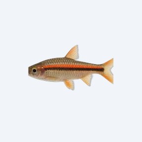 Red-striped Rasbora (Rasbora sp.) in a planted freshwater aquarium