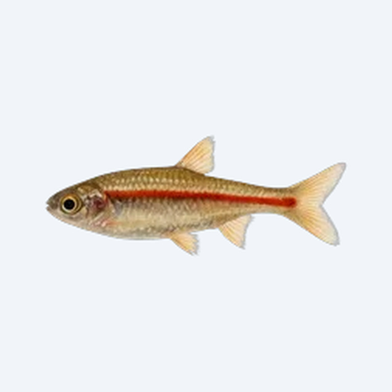 Red-striped Rasbora (Rasbora sp.) in a planted freshwater aquarium
