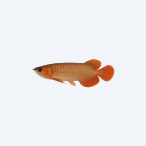 Red Tail Arowana (Scleropages formosus) in a planted freshwater aquarium