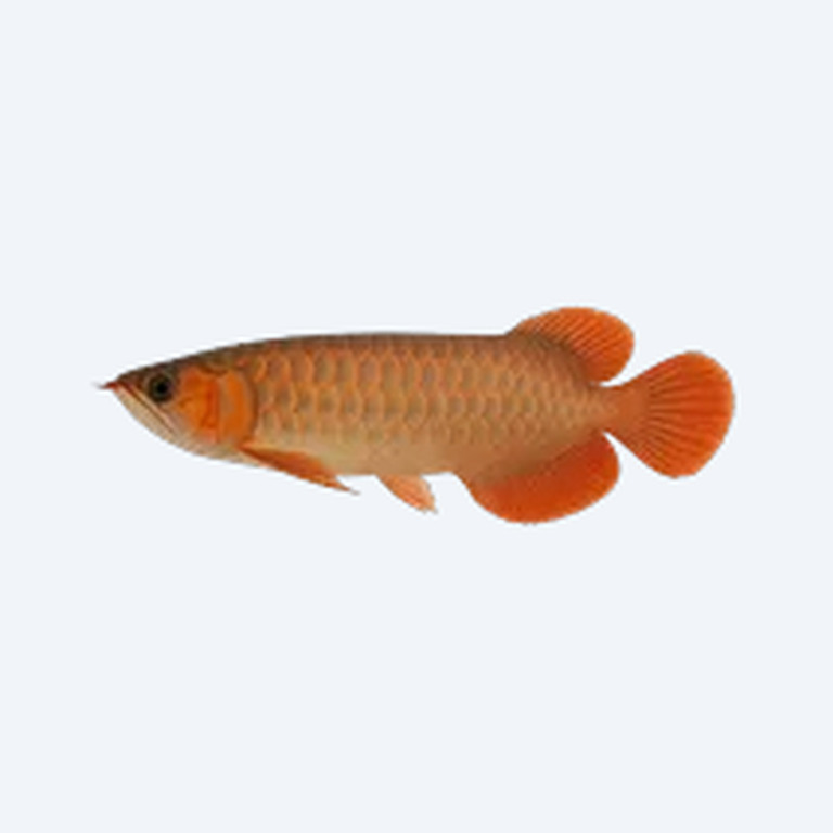 Red Tail Arowana (Scleropages formosus) in a freshwater aquarium