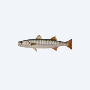 Red Tail Barracuda (Acestrorhynchus falcirostris) in a planted freshwater aquarium
