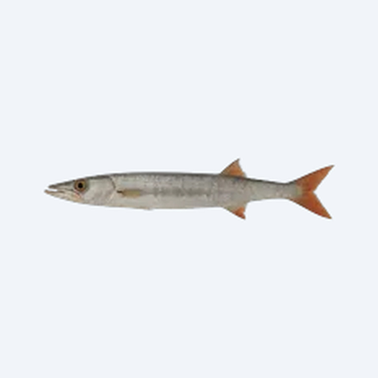 Red Tail Barracuda (Acestrorhynchus falcirostris) in a planted freshwater aquarium