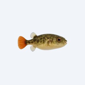 Red-tail Dwarf Puffer (Tetraodontidae sp.) in a planted freshwater aquarium