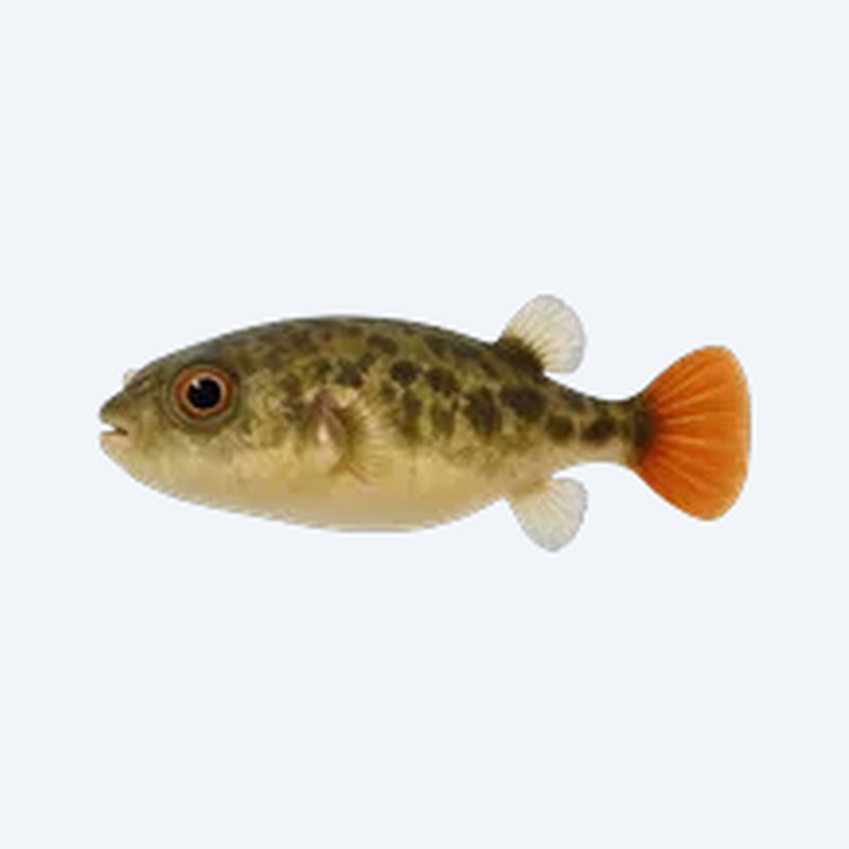 Red-tail Dwarf Puffer (Tetraodontidae sp.) in a planted freshwater aquarium
