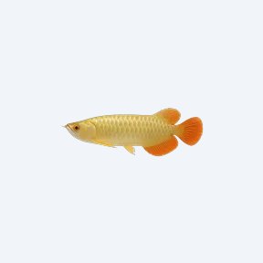 Red Tail Golden Arowana (Scleropages formosus) in a planted freshwater aquarium