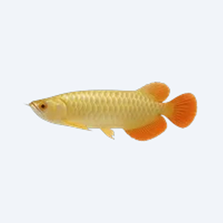 Red Tail Golden Arowana (Scleropages formosus) in a planted freshwater aquarium