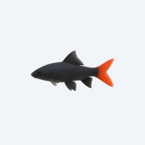 Red-tailed Black Shark (Epalzeorhynchos bicolor) in a planted freshwater aquarium