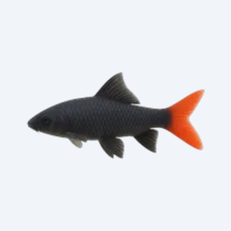 Red-tailed Black Shark (Epalzeorhynchos bicolor) in a freshwater aquarium