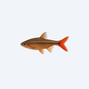 Red-tailed Rasbora (Rasbora sp.) in a planted freshwater aquarium