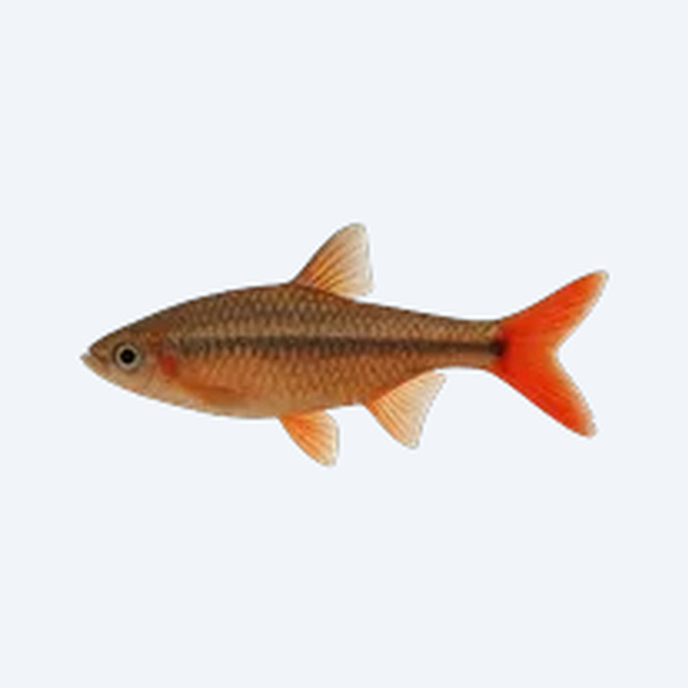 Red-tailed Rasbora (Rasbora sp.) in a planted freshwater aquarium