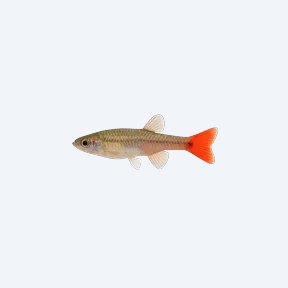 Red-tailed Splitfin (Xenotoca eiseni) in a planted freshwater aquarium