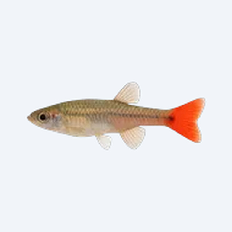 Red-tailed Splitfin (Xenotoca eiseni) in a planted freshwater aquarium