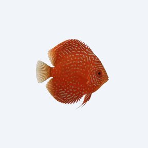 Red Turquoise Discus (Symphysodon aequifasciatus) in a planted freshwater aquarium