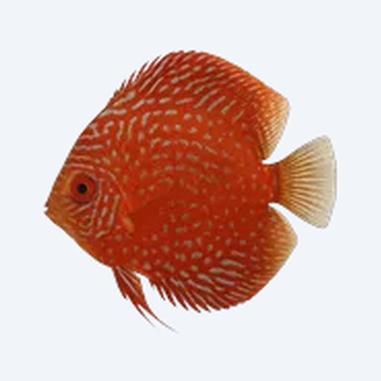 Red Turquoise Discus (Symphysodon aequifasciatus) in a planted freshwater aquarium