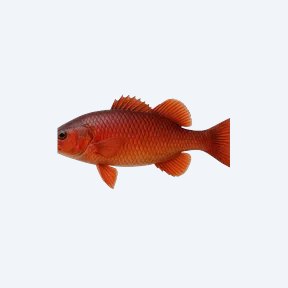 Red Wolf Fish (Hoplias malabaricus) in a planted freshwater aquarium