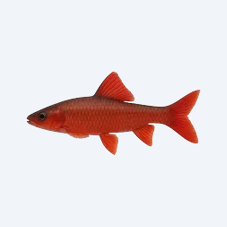 Red Wolf Fish (Hoplias malabaricus) in a freshwater aquarium