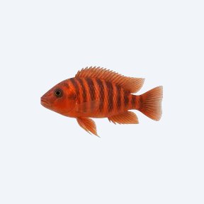 Red Zebra Cichlid (Cichlidae sp.) in a planted freshwater aquarium