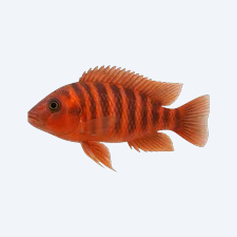 Red Zebra Cichlid (Cichlidae sp.) in a freshwater aquarium
