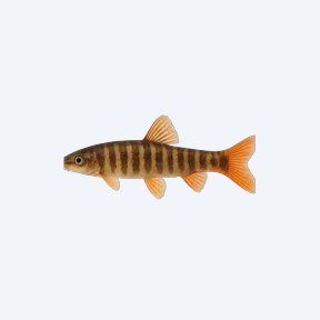 Redfin Tiger Loach (Cobitoidea sp.) in a planted freshwater aquarium